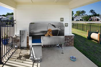 Pet washing station